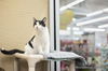 adoptable Cat in parlier, CA named Louise