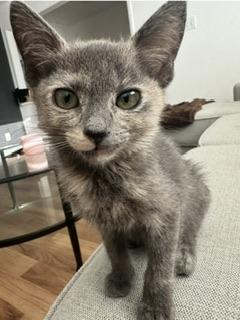 adoptable Cat in Parlier, CA named Dorothy
