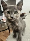 adoptable Cat in  named Dorothy