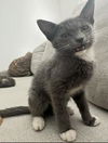 adoptable Cat in parlier, CA named Luther