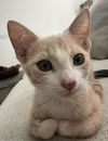 adoptable Cat in parlier, CA named Tommy