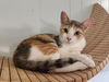 adoptable Cat in parlier, CA named Mom Cat 26881 (Nancy)
