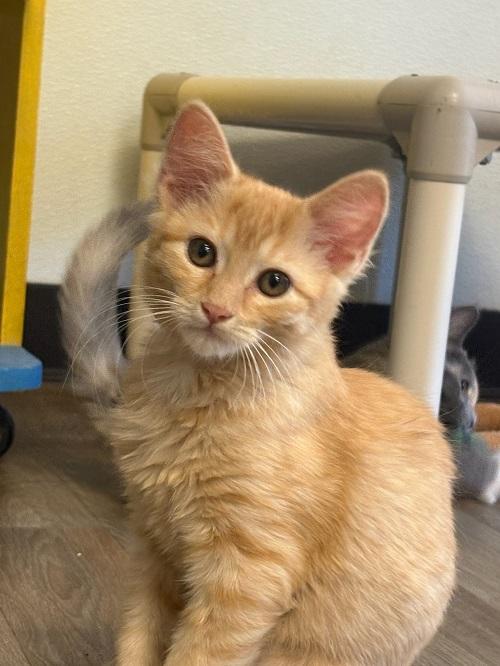 adoptable Cat in Parlier, CA named Kitten 27009 (Lena)