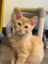 adoptable Cat in parlier, CA named Kitten 27009 (Lena)