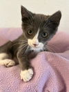 adoptable Cat in parlier, CA named Kitten 27053 (Kami)