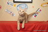 adoptable Cat in parlier, CA named Clarence