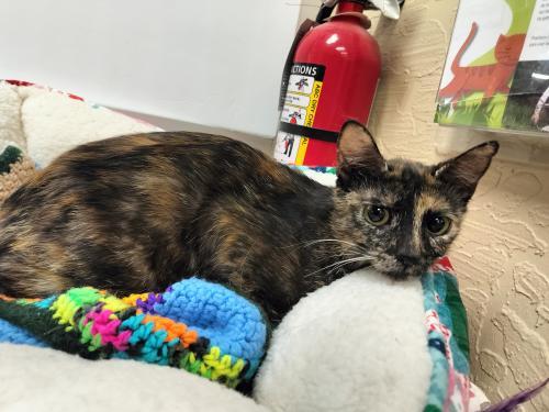 adoptable Cat in Parlier, CA named Bobbi Jean