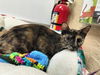 adoptable Cat in  named Bobbi Jean