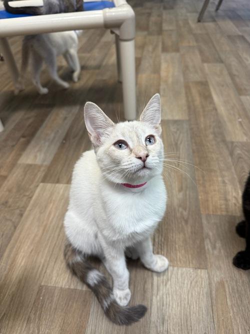 adoptable Cat in Parlier, CA named Kitten 26799 (Selene)