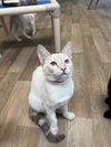 adoptable Cat in  named Kitten 26799 (Selene)