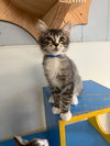 adoptable Cat in parlier, CA named Kitten 26983 (Chevy)