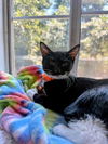 adoptable Cat in parlier, CA named Kitten 27293 (Jiffy Lube)