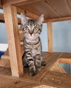 adoptable Cat in parlier, CA named Kitten 27308 (Kiwi)