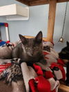 adoptable Cat in parlier, CA named Kitten 27341 (Blue Berry)