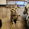 adoptable Cat in parlier, CA named Kitten 27019 (Coral)