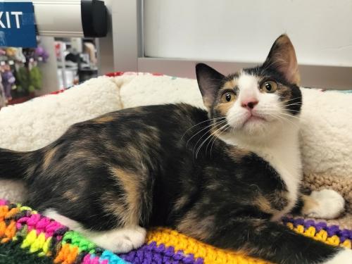 adoptable Cat in Parlier, CA named Callie