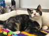 adoptable Cat in  named Callie