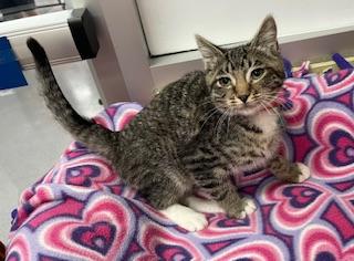 adoptable Cat in Parlier, CA named Flareon