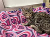adoptable Cat in parlier, CA named Leafeon