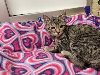 LEAFEON - Tabby available for adoption