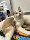 adoptable Cat in parlier, CA named Rosie