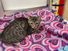 adoptable Cat in parlier, CA named Sylveon