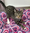 adoptable Cat in parlier, CA named Vaporeon