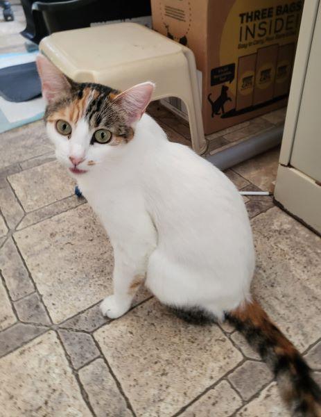 adoptable Cat in Parlier, CA named Magpie
