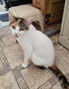 adoptable Cat in parlier, CA named Magpie