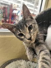 adoptable Cat in parlier, CA named Stone
