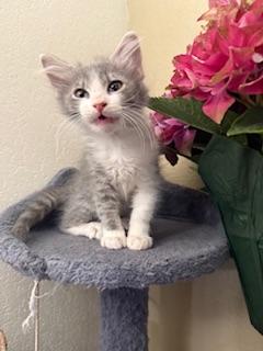 adoptable Cat in Parlier, CA named Bruno