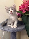 adoptable Cat in  named Bruno