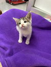 adoptable Cat in  named Little bit