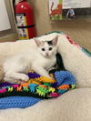 adoptable Cat in parlier, CA named SnowPea