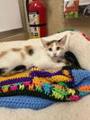 adoptable Cat in parlier, CA named Sunflower