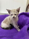 adoptable Cat in  named YoYo