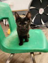 adoptable Cat in  named Kitten 26998 (Chester)