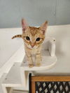adoptable Cat in  named Kitten 27047 (Chessy)