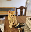adoptable Cat in  named Kitten 27112 (Alvin)
