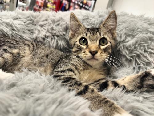 adoptable Cat in Parlier, CA named Beans