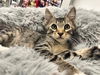 adoptable Cat in  named Beans