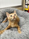 adoptable Cat in  named Goose