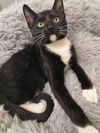 adoptable Cat in  named Lucky