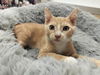 adoptable Cat in  named Miles