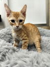 adoptable Cat in  named Tigger