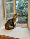 adoptable Cat in  named Kitten 26801 (Harley)