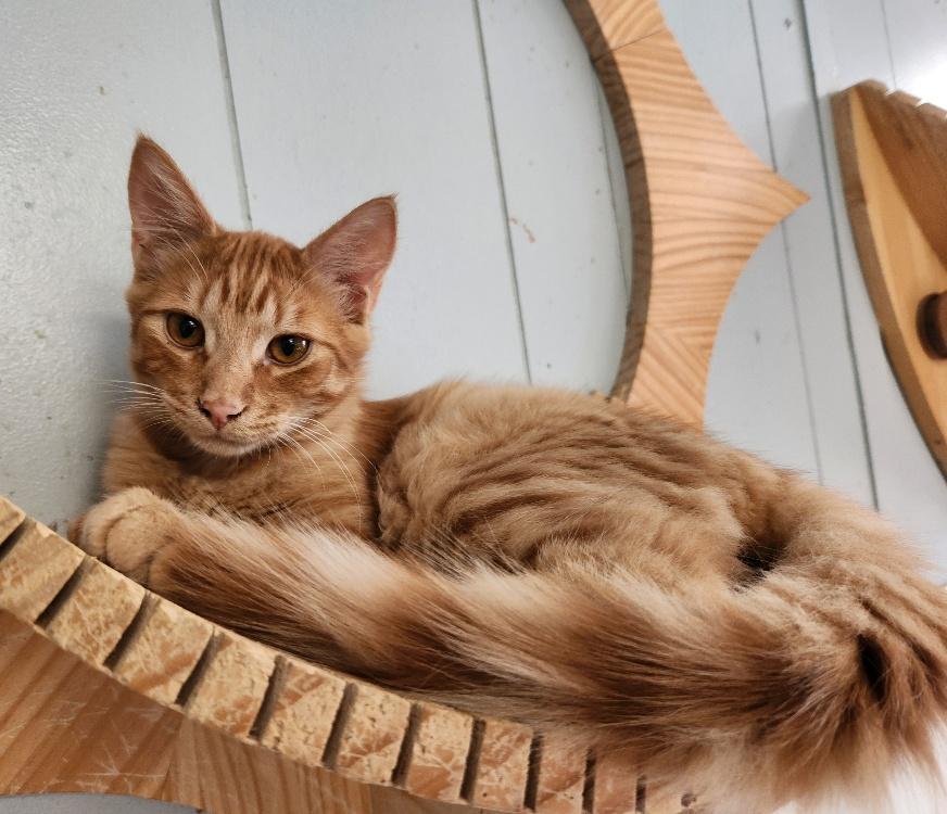 adoptable Cat in Parlier, CA named Kitten 27051 (Marvin)