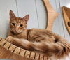 adoptable Cat in  named Kitten 27051 (Marvin)