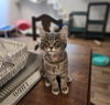 adoptable Cat in  named Kitten 27086 (Karla)
