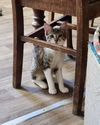 adoptable Cat in  named Kitten 27110